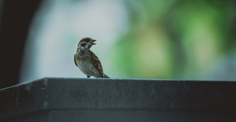 sparrow-crop