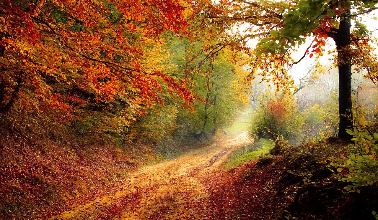 road-forest-fall